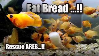 Mollies fish Eat Bread and Rescue ARES