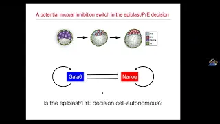 J. Garcia-Ojalvo - Robust cell-fate decision in the early embryo via intercellular mutual inhibition