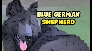 Blue German Shepherd