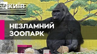 "Пункт незламності" для звірів: як нині живе столичний зоопарк?