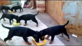 Puppies jagdterrier