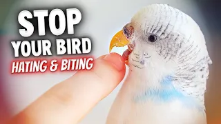 How to Stop Your Bird Hating & Biting You Compilation