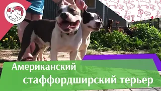 Американский стаффордширдский терьер на ilikepet