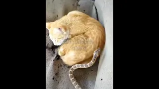 snake 🐍 scares sleeping cat 🐱 see 👀 | not bitten | shorts |animals | wait for it | cat |