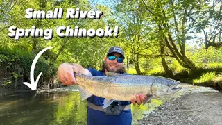 Fishing a SMALL Coastal Stream for GIANT Salmon (Spring Chinook Fishing)