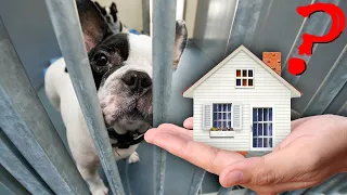 Letting a Homeless Dog Design their New Home!