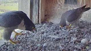 FalconCam Project~Diamond arrives for a short bonding💞2:52 p.m. 2022/11/25