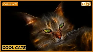 Cool Cats! - Funny Cat Videos #42 | Cat Memes Compilation of 2022
