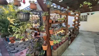 My Succulent Garden Tour January 2023 🤗❤️🌵🪴#vườnsenđá USA- video#22