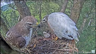 Leucistic Red-Tailed Hawk: Precious moments with 🕊️ Angel and Chick 🐤+Tom brings lunch 💖 2023 May 6