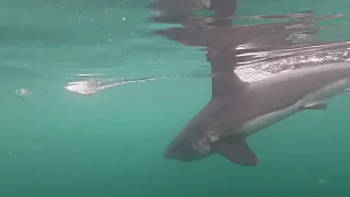 Salmon Shark chasing bait!