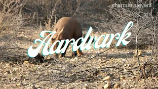 Aardvark - /ˈɑːrdvɑːrk/ ARD-vark; Orycteropus afer