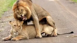 Lions Mating In Rain On African Safari | Kruger Sightings