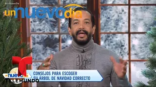 Te explicamos cómo elegir el mejor árbol de navidad | Un Nuevo Día | Telemundo