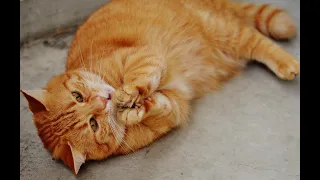 OMG So Cute Cats ♥ Best Funny Cat Videos 2021