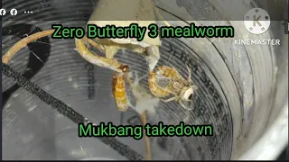 Zero Butterfly Feeding 3 mealworm