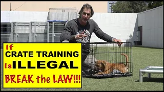 Crating My Dog is Illegal in My Country -  Dog Training - Crate Training my Dog