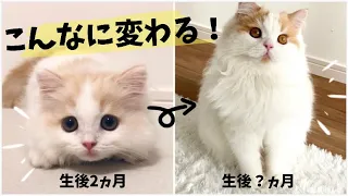 長毛子猫の成長記録！変化がすごい！生後2ヵ月〜8ヵ月まとめ【スコティッシュフォールド長毛】