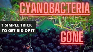 AQUARIUM ALGAE GUIDE Ep #4 Cyanobacteria - Blue Green Algae Removal