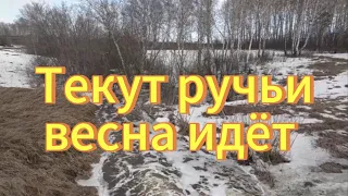 Текут ручьи, весна идет весне дорогу. Новосибирская область Тогучинский район.