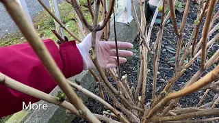 Spring Pruning For Hydrangea Macrophylla "Zebra" March 5