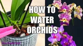 Orchid Care for Beginners - How to water Phalaenopsis Orchids