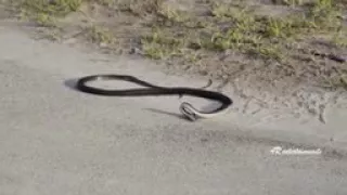 Snake Suicide   Weird Snake Goes Crazy and Kills itself   Amazing Video Don't Miss It  /world