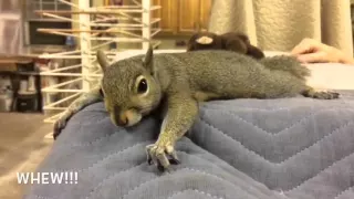 Squirrel Story