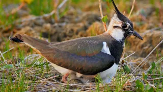 Nesting birds – Northern lapwing (Vanellus vanellus)