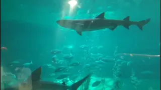 Wonderfull aquarium big shark || Shark mystic Ocean Park #hongkong