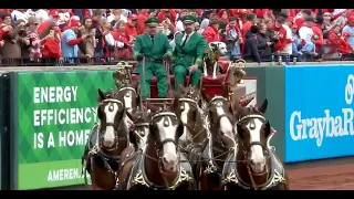 Budweiser Clydesdales circle field on 2024 Opening Day at Busch Stadium