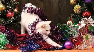 FUNNY Cat Videos Naughty Cats Vs Christmas Trees Compilation