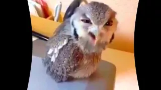 Owl funny shouts. Сова прикольно орет