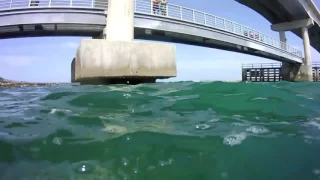 Snorkeling Sebastian inlet. ..