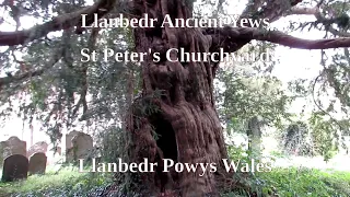 Llanbedr and Patrishow Ancient Yew Trees - Sacred Places