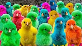 World Cute Chickens, Colorful Chickens, Rainbows Chickens, Cute Ducks, Cat, Rabbits,Cute Animals