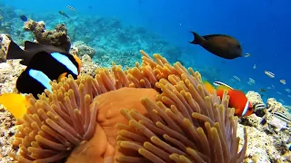 Maldives Malahini Kuda Bandos snorkeling 2019