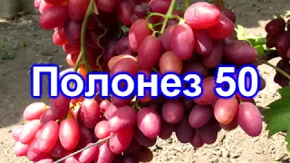 Полонез-50 на 15.08.2018