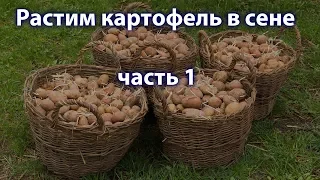 Растим картофель в сене без перекапывания и окучивания, или как облегчить труд дачника, часть 1