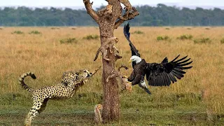 Mother Leopard Tries To Save His Cubs From Eagle Hunting But Fail