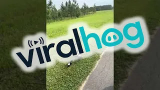 Baby Skunks Team up to Scare Snake Away || ViralHog