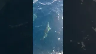 dauphin dans l'Atlantique entre les Glénans et l'île de Groix .