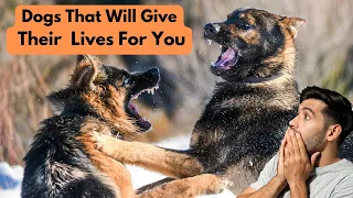 Dogs That Will Give Their Lives For You - True Heroes