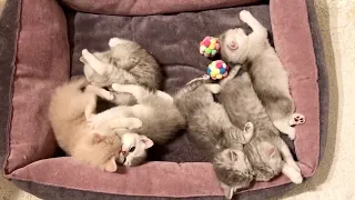 British Funny 6 Kittens Of Cat Kylie One Month Old.Британские весёлые 6 котят кошки Кайли в 1 месяц.