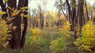 The dance of the shadows Zero Project AUTUMN