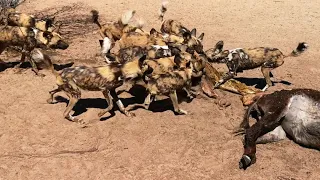 Rescued african wild dogs feeding in Botswana - Nourrissage de lycaons