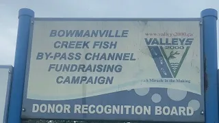 Bowmanville salmon run