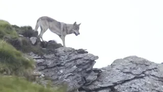 Loup VS vaches - ZAPPING SAUVAGE