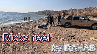 Ricks reef - Dahab/ Февраль 2024 дайв 2