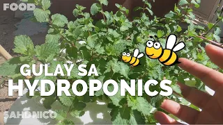 Mga GULAY na Pwedeng ITANIM sa HYDROPONICS | VLOG #74